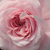 Pink - white - Ground cover rose - Zemplén
